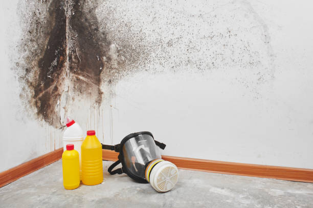 Best Toxic Mold Removal  in Lincoln, ND