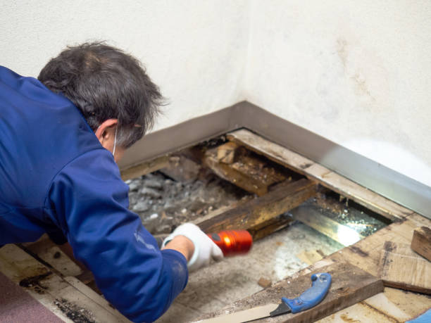 Best Black Mold Removal  in Lincoln, ND