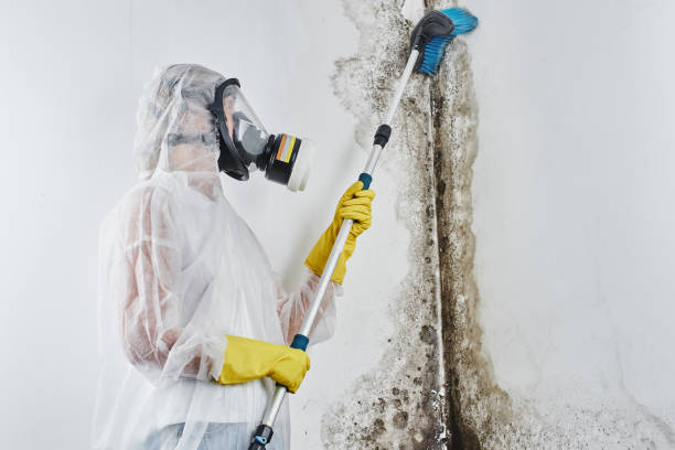 Lincoln, ND Mold Removal Company