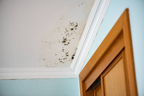 Best Mold Damage Repair  in Lincoln, ND