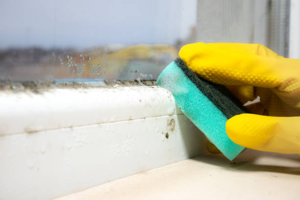 Best Mold Remediation  in Lincoln, ND