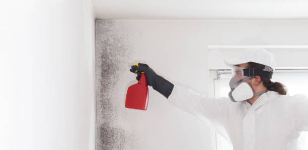 Office Mold Removal Services in Lincoln, ND