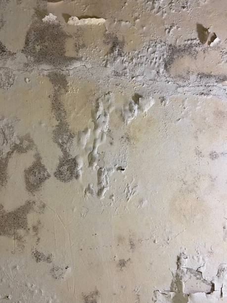 Best Mold Remediation Experts  in Lincoln, ND