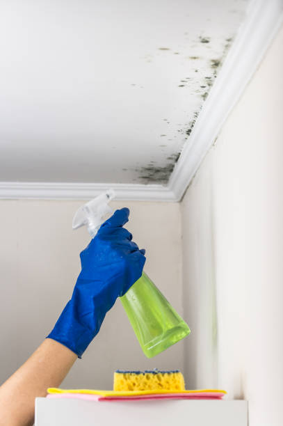 Best Affordable Mold Removal  in Lincoln, ND